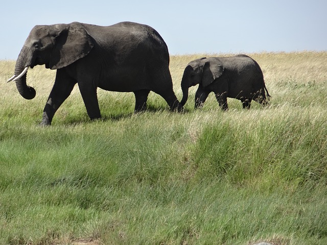 Kenya: Authentic Maasai Village Tour