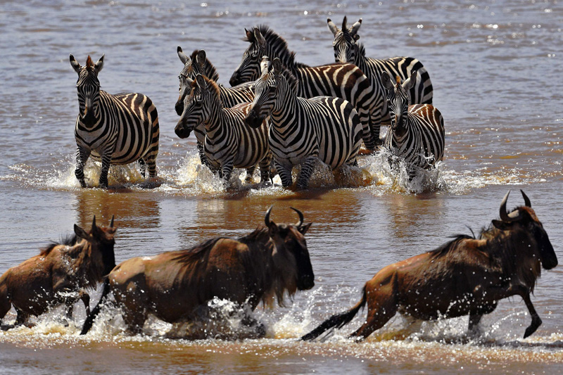 8 Days Africa Safari Vacation Packages