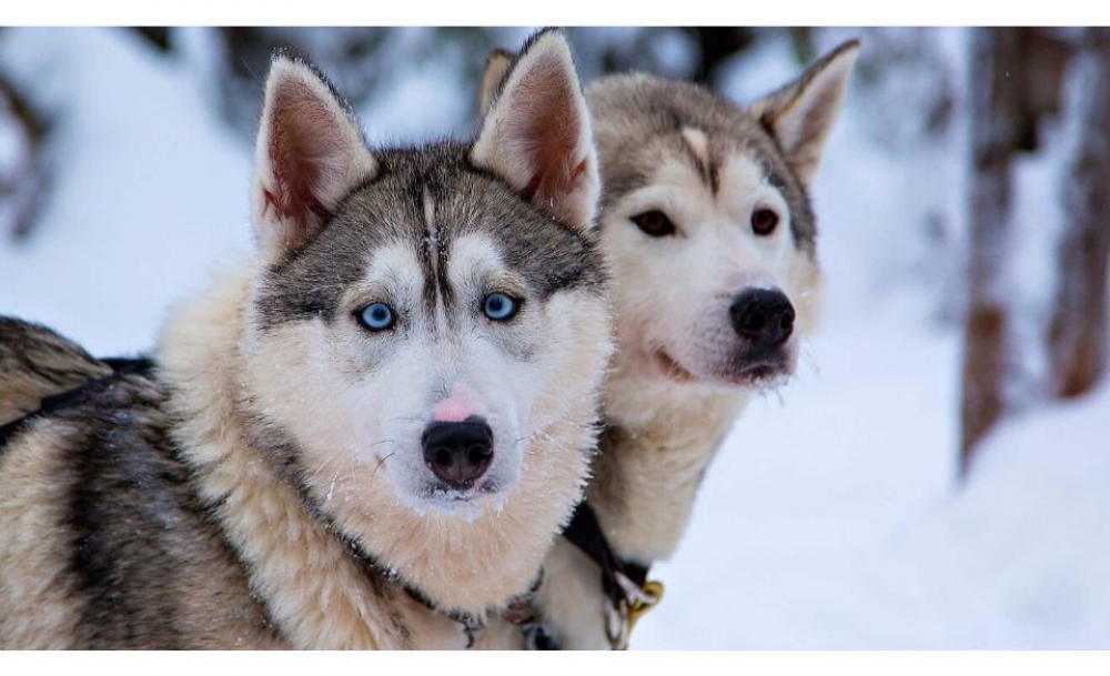 Rovaniemi: Husky Sleigh Adventure in the Arctic