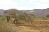 13 Days Masai Mara Serengeti Wildlife Adventure Safari