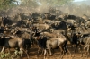 6 Days Kenya Lodge Safari Package