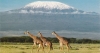 8 Days Kenya Luxury Lodge Safaris
