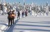 Lapland Skiing: Half-day Lapland Cross-Country Skiing Tour from Rovaniemi