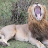 6 Days Kenya Lodge Safaris