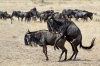 6 Days Masai Mara Lake Nakuru Budget Camping Safari