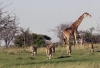5 Days Budget Camping Kenya Safari Tours