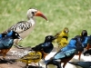 9 Days Kenya Ornithological Tours Safari