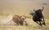 13 Days Masai Mara Serengeti Wildlife Adventure Safari