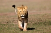 8 Days Kenya Luxury Lodge Safaris