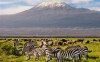 8 Days Africa Safari Vacation Packages