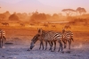 10 Days Kenya Cultural-Wildlife Safaris