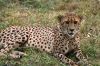 6 Days Kenya Lodge Safari Package