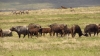 6 Days Kenya Lodge Safari Package