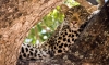 8 Days Africa Safari Vacation Packages