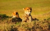 13 Days Masai Mara Serengeti Wildlife Adventure Safari