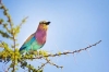 9 Days Kenya Ornithological Tours Safari
