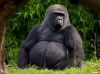 8 Days Kenya Luxury Lodge Safaris