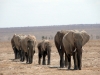 10 Days Africa Road Trip Wildlife Safari Holiday Adventures 