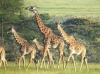 9 Days Africa Lodge Safari Package