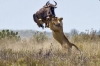 8 Days Masai Mara Wildebeest Migration Safari Adventures