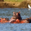 8 Days Masai Mara Wildebeest Migration Safari Adventures