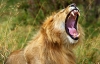 8 Days Africa Safari Vacation Packages