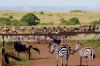 6 Days Masai Mara Lake Nakuru Budget Camping Safari