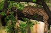 6 Days Kenya Lodge Safaris