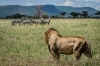 13 Days Masai Mara Serengeti Wildlife Adventure Safari