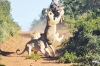 6 Days Kenya Lodge Safaris