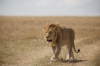 9 Days Africa Lodge Safari Package