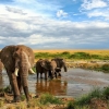 13 Days Masai Mara Serengeti Wildlife Adventure Safari