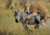  8 Days Kenya Camping Adventure Safaris