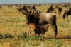 9 Days Africa Lodge Safari Package
