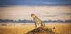 9 Days Africa Lodge Safari Package