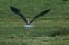 10 Days Kenya Birding Tour Safari Holidays