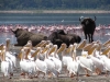 9 Days Kenya Ornithological Tours Safari
