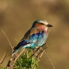 6 Days Kenya Luxury Lodge Safari