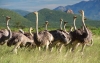 6 Days Kenya Lodge Safari Package