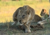 8 Days Africa Safari Vacation Packages