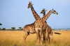 6 Days Kenya Luxury Lodge Safari