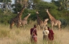 8 Days Masai Mara Wildebeest Migration Safari Adventures