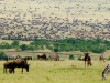 13 Days Masai Mara Serengeti Wildlife Adventure Safari
