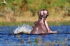 9 Days Africa Lodge Safari Package