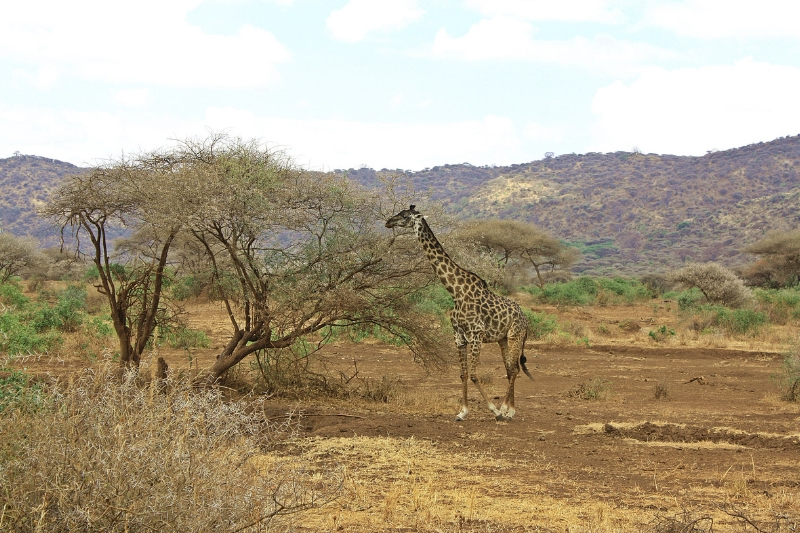 13 Days Masai Mara Serengeti Wildlife Adventure Safari