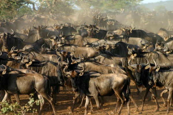 6 Days Kenya Lodge Safari Package