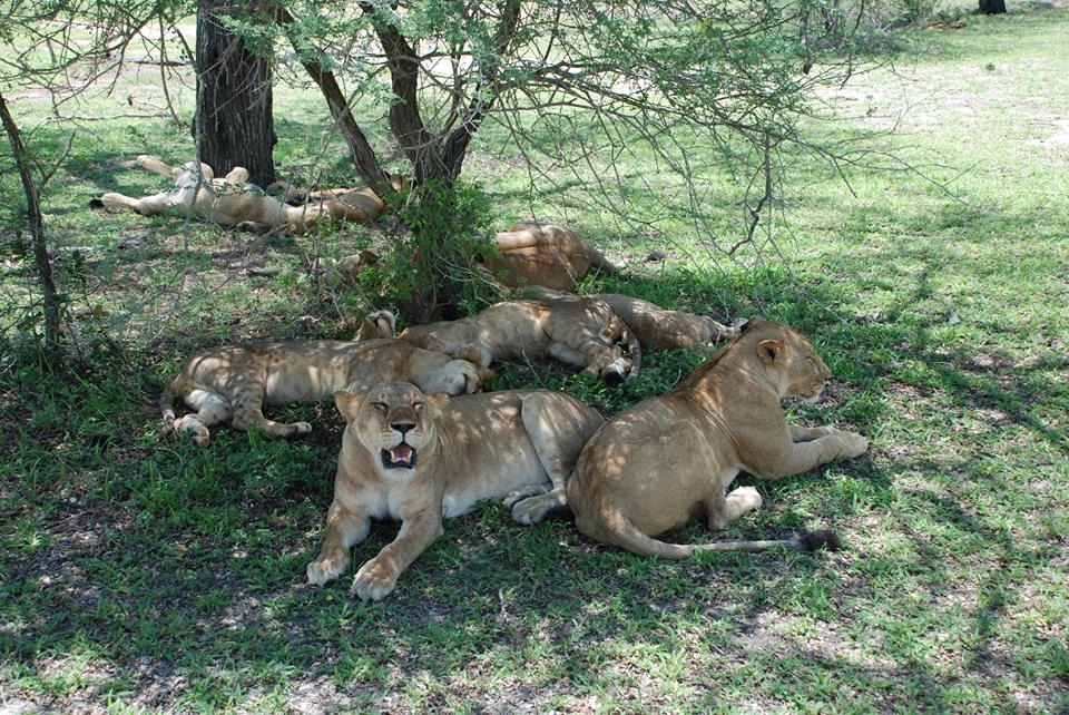 5 Days Kenya Wilderness Trails Safari Holiday Package