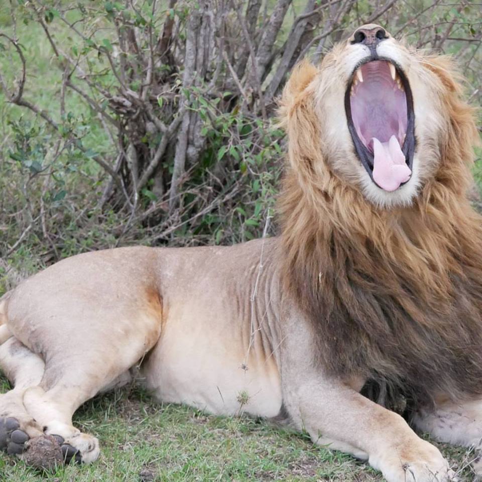 6 Days Kenya Lodge Safaris