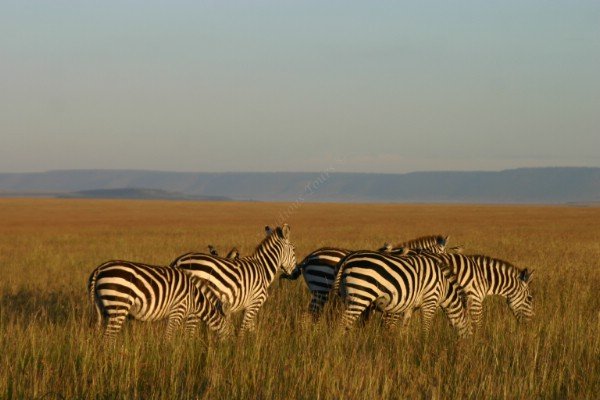 8 Days Solo Travelers Group Safari Holidays Tour Package