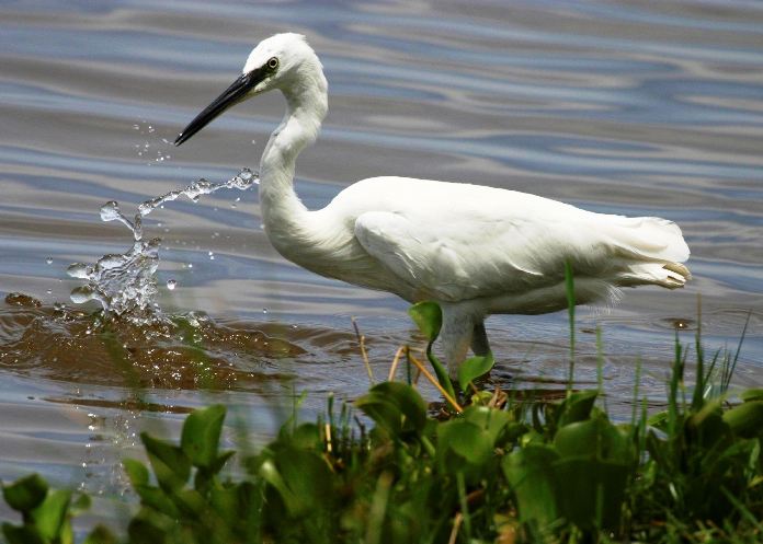 9 Days Kenya Ornithological Tours Safari